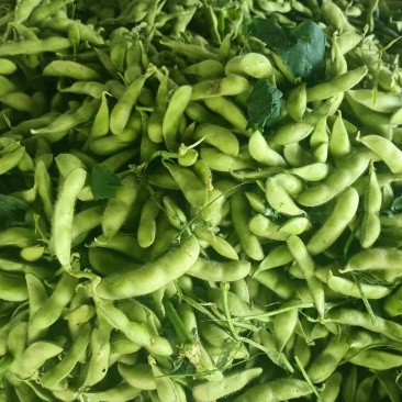 邳州毛豆今日价格